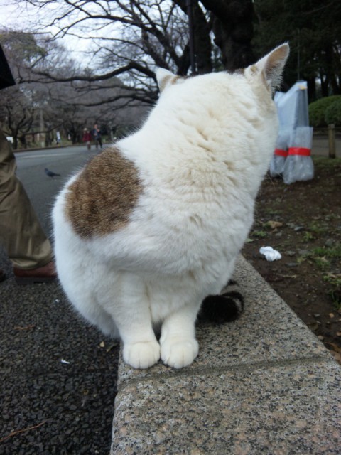 ねこ