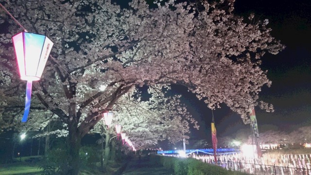 夜桜。