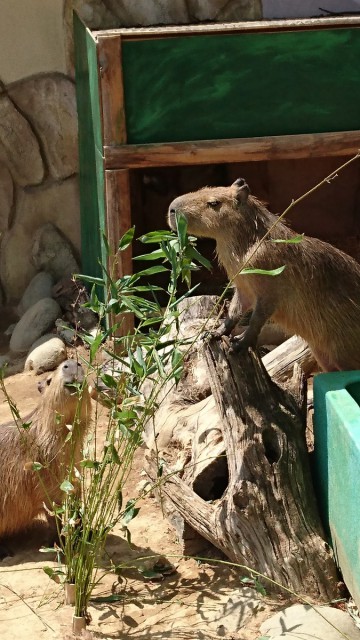 桐生★岡動物園