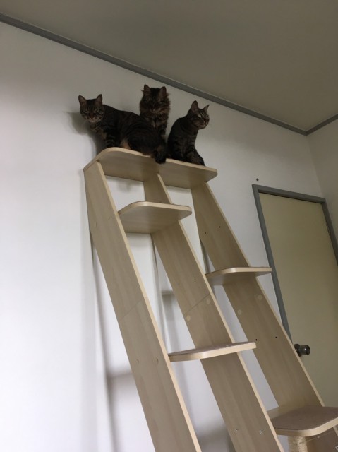 猫は高いところが好き☆