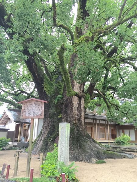 巨木に魅せられて♪♪