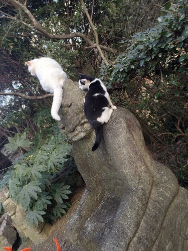 お出かけ先の動物達