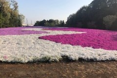 『ホワイト花道』